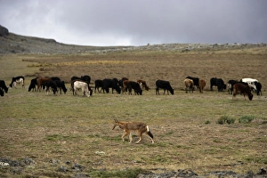 Ethiopian Wolf / Abyssinian Wolf / Simien Jackal / Simien fox - with cows in background Ethiopian Wolf / Abyssinian Wolf / Simien Jackal / Simien fox - with cows in background
