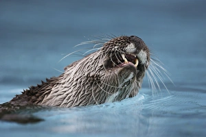 Eurasian otter - in water, close-up of mouth Eurasian otter - in water, close-up of mouth
