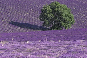 Images Dated 19th March 2004: Europe, France, Provence, Sault, Lavender