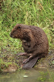 Images Dated 9th June 2013: European Beaver
