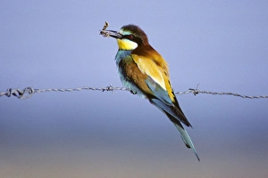 European Bee-eater - bird with caught moth in its beak European Bee-eater - bird with caught moth in its beak