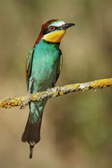 European Bee-Eater perched on a branch Castile