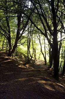 Blackdown Gallery: European Beech Trees and a public path on Blackdown