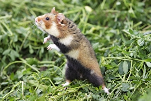 European / Black-bellied Hamster - on hind legs European / Black-bellied Hamster - on hind legs