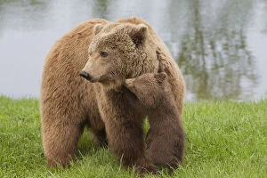 European Brown Bear - female with a cub - Sweden