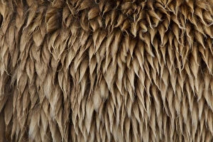Abstracts Gallery: European Brown Bear - fur - Sweden