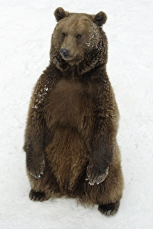 European Brown Bear - Male standing in snow European Brown Bear - Male standing in snow