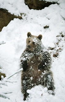 European Brown BEAR - sitting in snow European Brown BEAR - sitting in snow