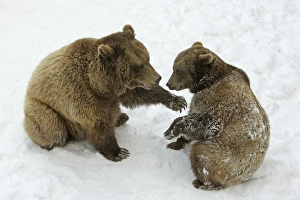European Brown Bears - Male (on left) and female play fighting in snow, part of courtship ritual European Brown Bears - Male (on left) and female play fighting in snow, part of courtship ritual