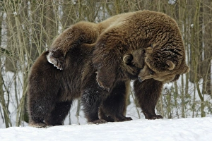 European Brown Bears - Male (on right) and female play fighting in snow, part of courtship ritual European Brown Bears - Male (on right) and female play fighting in snow, part of courtship ritual