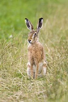 Images Dated 22nd July 2012: European / Brown Hare - sitting