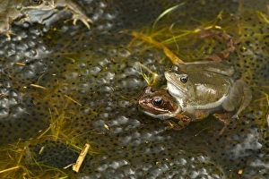 European Common Frogs - Mating - Pair in amplexus European Common Frogs - Mating - Pair in amplexus