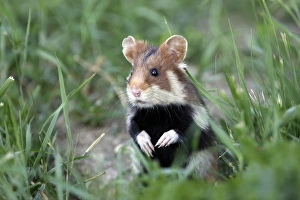 European / Common hamster - In grass European / Common hamster - In grass