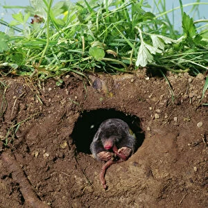 EarthWorm Gallery: European / Common MOLE - eats worm in hole underground
