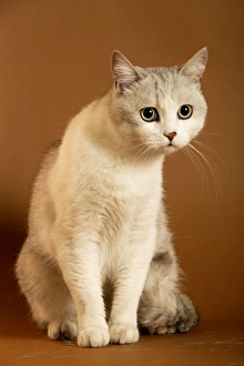European cream shorthair cat - sitting European cream shorthair cat - sitting