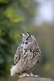 European Eagle Owl - single adult calling from a stone post European Eagle Owl - single adult calling from a stone post