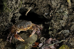 European Freshwater Crab - adult at night near the entrance of its daily burrow European Freshwater Crab - adult at night near the entrance of its daily burrow