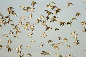 European Golden Plovers. Flock in flight in winter European Golden Plovers. Flock in flight in winter