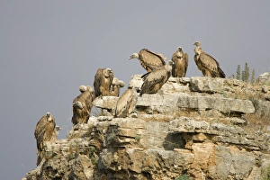 European Griffon Vulture - Group of vultures resting on high cliff-ledge European Griffon Vulture - Group of vultures resting on high cliff-ledge