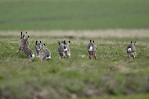 European Hare - bucks chasing doe during breeding season European Hare - bucks chasing doe during breeding season