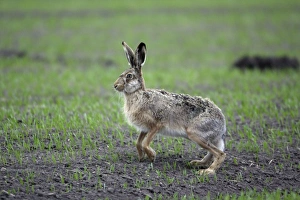 European Hare - on corn field, alert European Hare - on corn field, alert