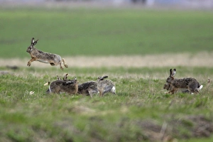 European Hare - excited bucks chasing and leaping over doe during the breeding season European Hare - excited bucks chasing and leaping over doe during the breeding season