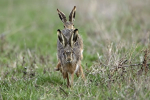 European Hare - frontal view, buck chasing doe European Hare - frontal view, buck chasing doe
