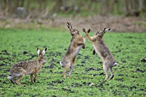 European Hares - give high five - fighting in mating season European Hares - give high five - fighting in mating season