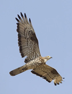 European Honey Buzzard - adult male in flight - on migration across the straits of European Honey Buzzard - adult male in flight - on migration across the straits of