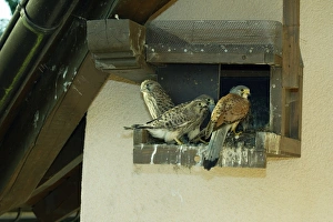 European Kestrel - three fledglings with male at nest box on house wall European Kestrel - three fledglings with male at nest box on house wall