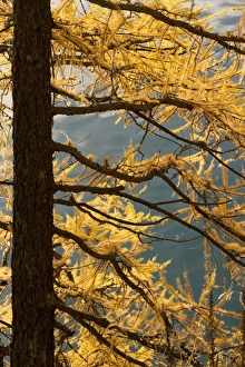 European Larch - autumn colours European Larch - autumn colours