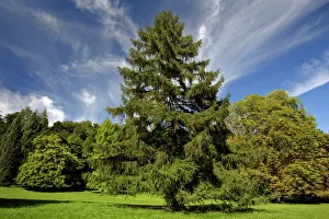 European Larch - single tree in meadow European Larch - single tree in meadow