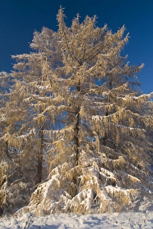 European larches - early snow has fallen and covers european larches and surrounding scenery European larches - early snow has fallen and covers european larches and surrounding scenery