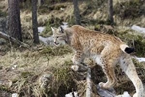 Images Dated 7th May 2007: European Lynx