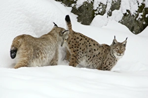 European Lynx - male testing female for readiness to copulate during breeding season European Lynx - male testing female for readiness to copulate during breeding season