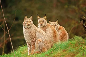 Lynx Gallery: Luchs