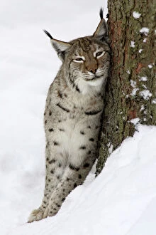 Images Dated 12th March 2006: European Lynx- in snow, leaning against tree stem and purring Bavaria, Germany