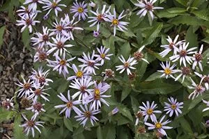 Images Dated 9th July 2006: European michaelmas daisy