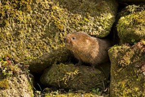 European / Northern Water Vole - coming out of a hole in brick work along canal bank European / Northern Water Vole - coming out of a hole in brick work along canal bank