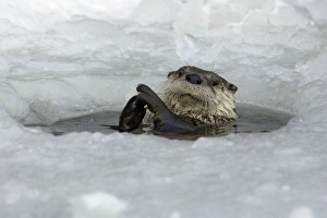 European Otter - Emerging from ice-hole in winter European Otter - Emerging from ice-hole in winter