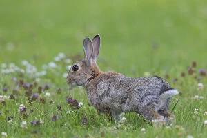 European Rabbit - adult rabbit in flowering meadow - Germany