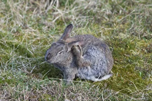 European Rabbit - adult rabbit grooming - Germany