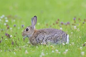 European Rabbit adult rabbit sitting in flowers