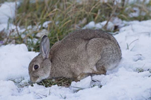 European Rabbit - adult rabbit in snow - Germany