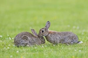 European Rabbit two adults preening each other