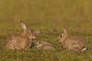 European Rabbit group