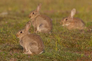 European Rabbit - young rabbits - Sweden