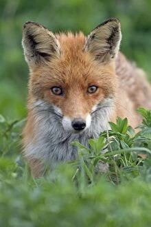 Images Dated 29th April 2012: European Red Fox - looking alert while hunting