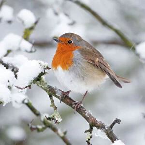 European Robin Collection: European Robin in snow - Close-up showing puffed up breast feathers