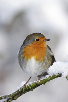 European Robin - in winter - on snowy branch European Robin - in winter - on snowy branch